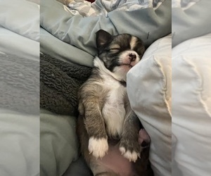 Chihuahua Puppy for sale in COLUMBIA, SC, USA