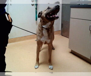 German Shepherd Dog-Unknown Mix Dogs for adoption in Martinez, CA, USA