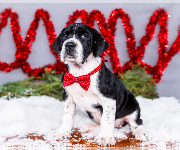 Medium Photo #37 Great Dane Puppy For Sale in WAKARUSA, IN, USA