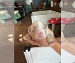 Small #4 English Bulldog