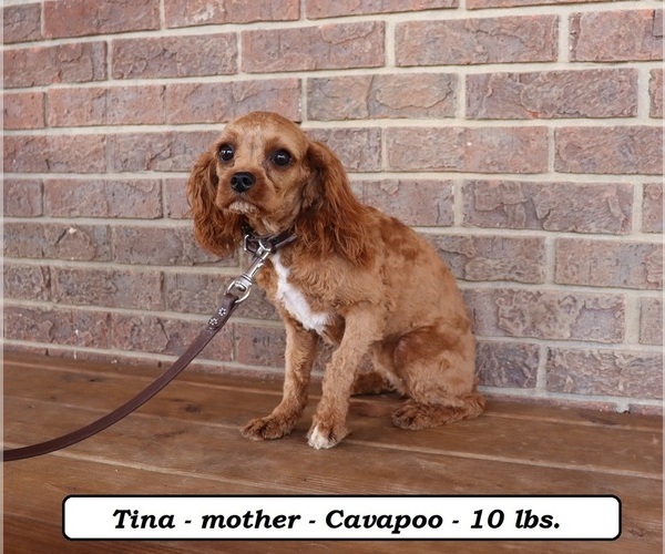 Medium Photo #1 Cavapoo Puppy For Sale in CLARKRANGE, TN, USA