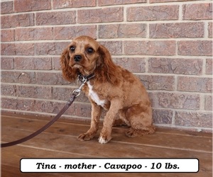 Mother of the Cavapoo puppies born on 04/26/2025