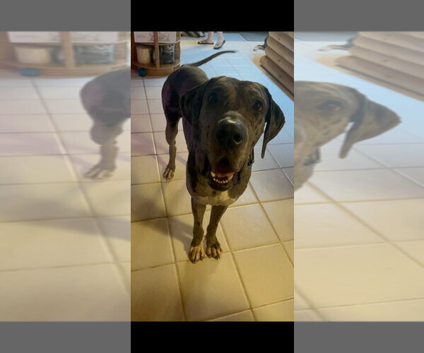 Medium Photo #1 Great Dane Puppy For Sale in Bullard, TX, USA