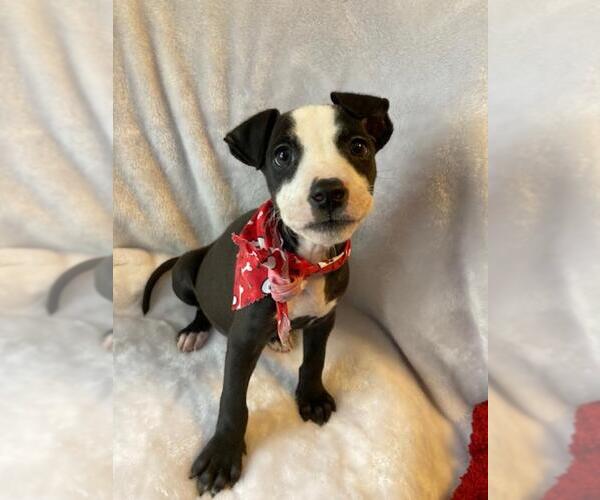 Medium Photo #4 Mutt Puppy For Sale in Plainfield, IL, USA