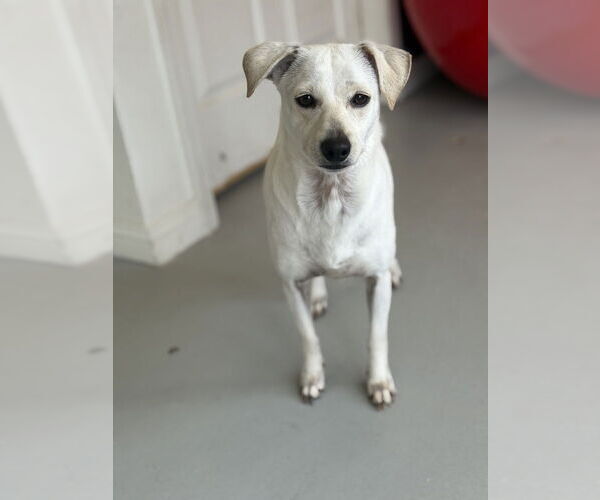 Medium Photo #6 Italian Greyhuahua Puppy For Sale in Studio City, CA, USA