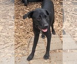 Small #3 Mutt