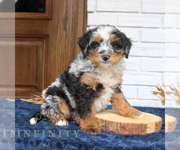 Medium Photo #1 Bernedoodle (Miniature) Puppy For Sale in NARVON, PA, USA