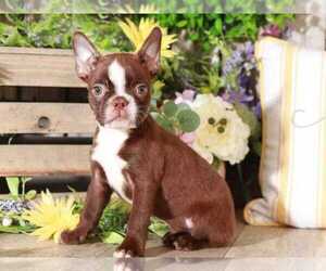 Boston Terrier Puppy for sale in MOUNT VERNON, OH, USA