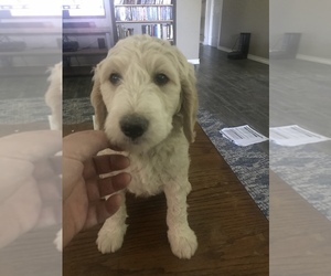Labradoodle-Poodle (Standard) Mix Puppy for sale in DE KALB, TX, USA