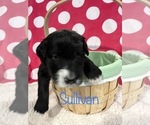 Small Photo #11 Bernedoodle Puppy For Sale in CANTON, MI, USA