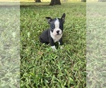 Small #4 Boston Terrier