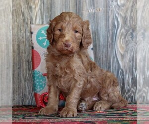 Goldendoodle-Poodle (Standard) Mix Puppy for sale in HONEY BROOK, PA, USA
