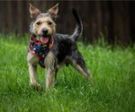 Small #1 Mutt
