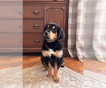 Puppy Gunner Gollie