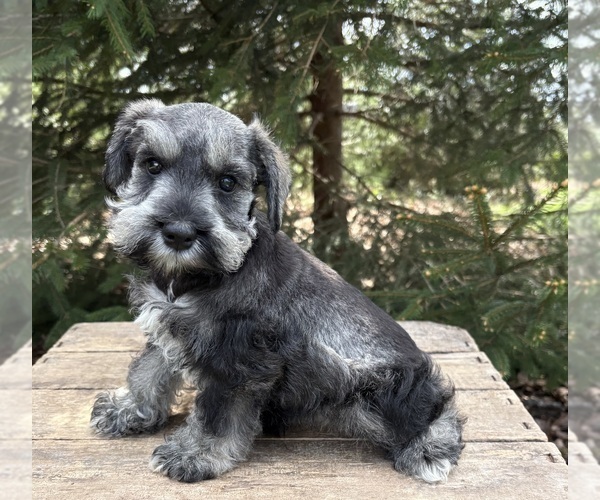 Medium Photo #4 Schnauzer (Miniature) Puppy For Sale in MIDDLEBURY, IN, USA