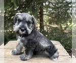 Small #3 Schnauzer (Miniature)