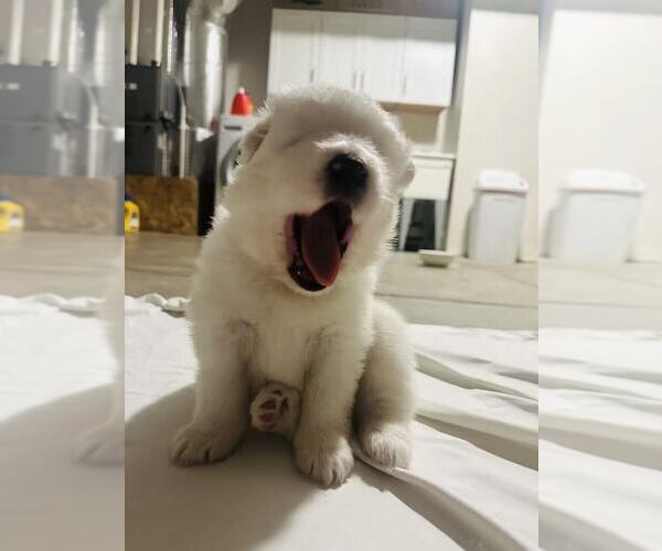 Medium Photo #10 Samoyed Puppy For Sale in DALY CITY, CA, USA