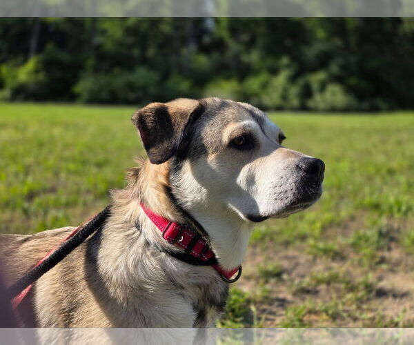 Medium Photo #10 Mutt Puppy For Sale in Chester, NJ, USA