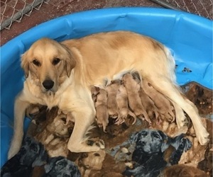Mother of the Golden Retriever puppies born on 12/03/2020
