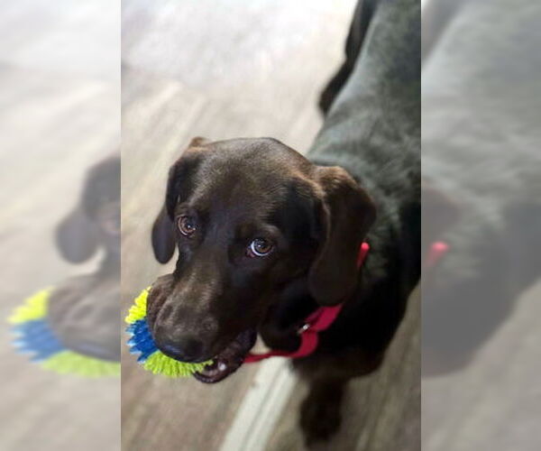 Medium Photo #4 Basset Hound-Chocolate Labrador retriever Mix Puppy For Sale in Deepwater, NJ, USA