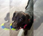 Small #3 Basset Hound-Chocolate Labrador retriever Mix