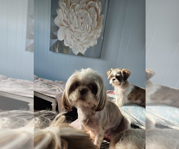 Medium Photo #1 Shih Tzu Puppy For Sale in BUFFALO, NY, USA