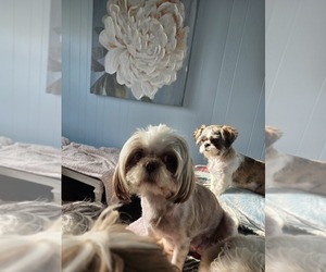 Mother of the Shih Tzu puppies born on 08/16/2026
