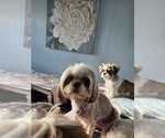 Small Photo #1 Shih Tzu Puppy For Sale in BUFFALO, NY, USA