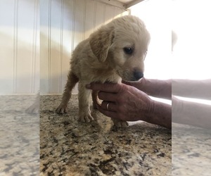 Golden Labrador Puppy for sale in BRYON, GA, USA