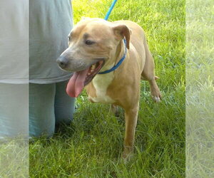 261003  Skip - Male American Pit Bull Terrier-Unknown Mix Dog for Adoption - Photo #3