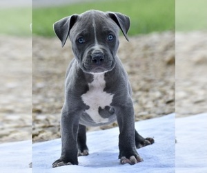 American Bully Puppy for sale in PEKIN, IN, USA