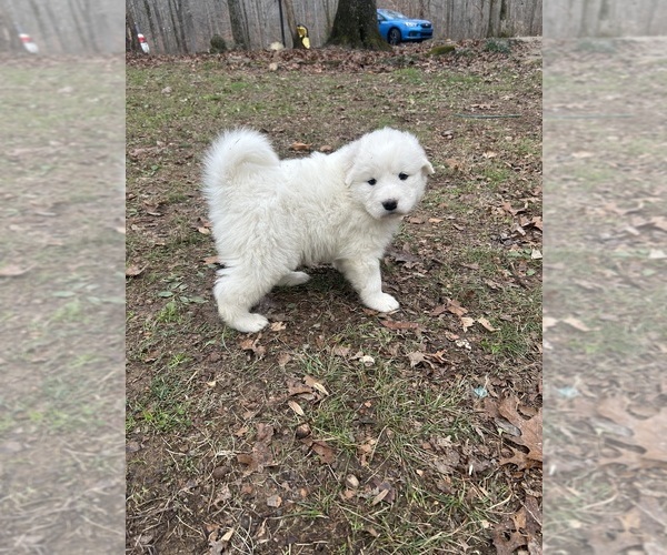 Medium Photo #2 Newfoundland-Samoyed Mix Puppy For Sale in ODENTON, MD, USA
