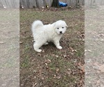 Small #1 Newfoundland-Samoyed Mix