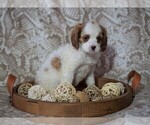 Small Photo #3 Cocker Spaniel-Poodle (Miniature) Mix Puppy For Sale in FREDERICKSBG, OH, USA