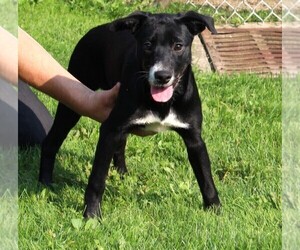 Labrador Retriever-Mutt Mix Puppy for sale in FREDERICKSBURG, OH, USA