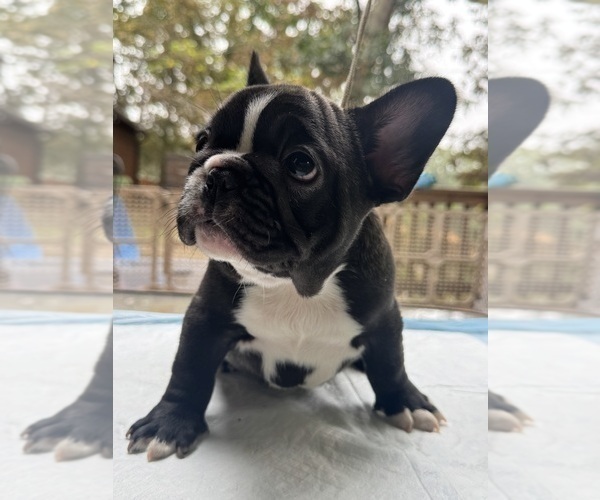 Medium Photo #2 French Bulldog Puppy For Sale in GLENCOE, MO, USA