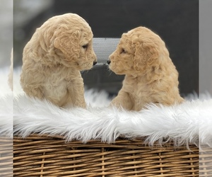 Goldendoodle Puppy for sale in PORTERVILLE, CA, USA