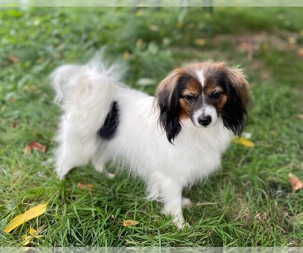 Medium Photo #1 Papillon Puppy For Sale in Jasienica, Silesia, Poland