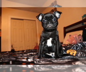Chiranian Puppy for sale in NEW BEDFORD, MA, USA