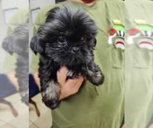 Shih Tzu Puppy for sale in SORRENTO, FL, USA