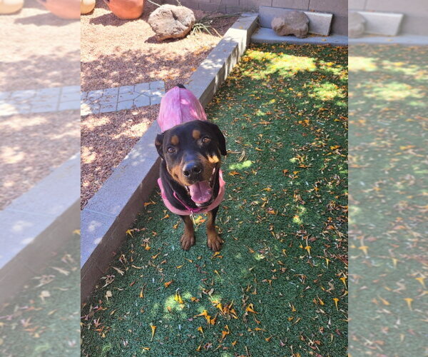 Medium Photo #1 Rottweiler Puppy For Sale in Gilbert, AZ, USA