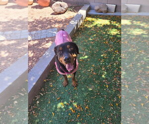 Rottweiler Dogs for adoption in Gilbert, AZ, USA