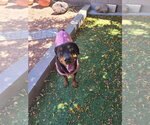 Small Rottweiler