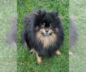 Father of the Pomeranian puppies born on 02/13/2026