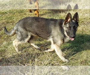 German Shepherd Dog Puppy for sale in EOLIA, MO, USA