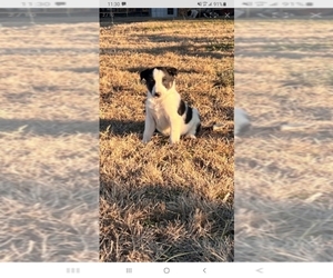 Border Collie Puppy for sale in ALPHA, KY, USA