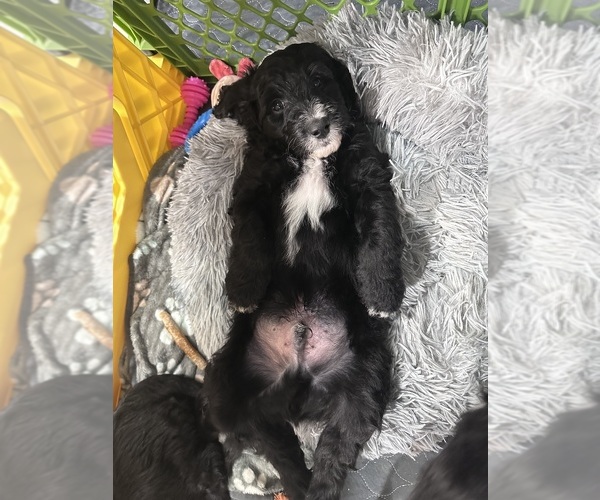 Medium Photo #7 Sheepadoodle Puppy For Sale in BUFFALO, MN, USA
