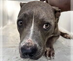 Small American Pit Bull Terrier
