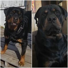 Rottweiler Puppy for sale in BROWNSVILLE, PA, USA