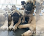 Image preview for Ad Listing. Nickname: Litter of 10
